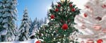 environnement : le choix du sapin